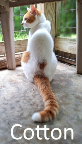 Stone County Humane Society